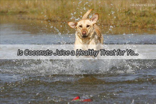 Is Coconuts Juice a Healthy Treat for Your Pooch Discover the Truth